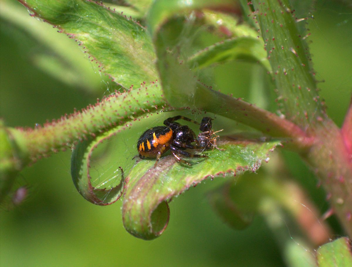 Synema globosum - Lesmo (MI)